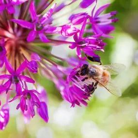 Allium Purple Sensation (Allium hollandicum) with bee detail Image 3